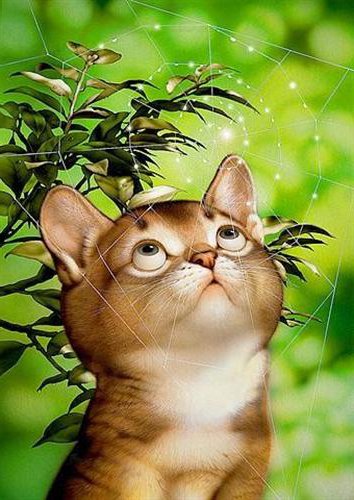 Дождик и котята