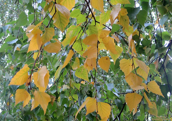 Последние дни августа