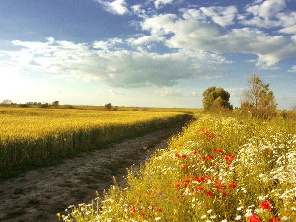 В задумчивости август угасал