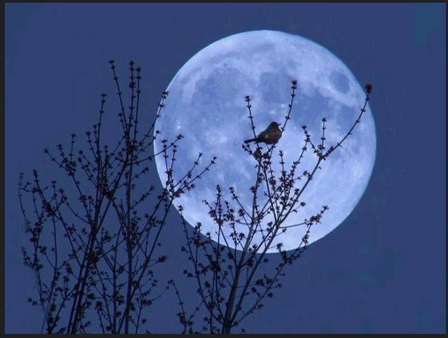 Круглая Луна (Нельма) / Стихи.ру