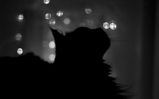 кошка