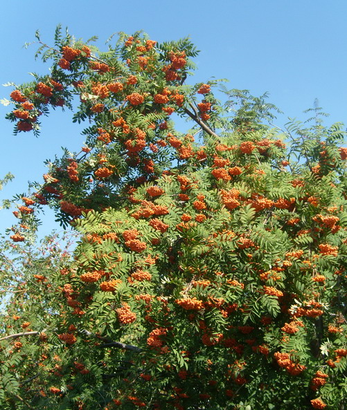 Вечная аптека