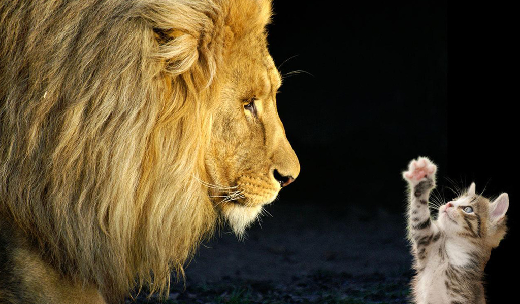 лев и котенок