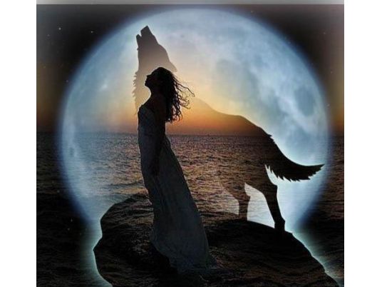 Бессонница волчица