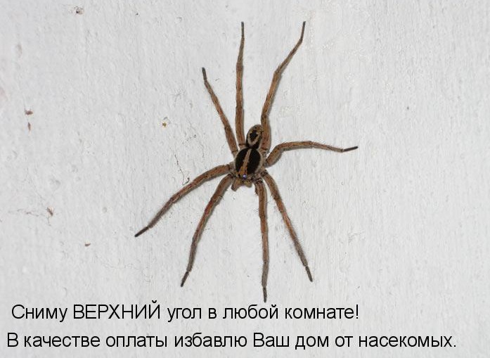 Латал ПАУК свой старый невод