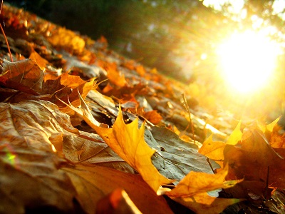 Осеннее Солнце Фото