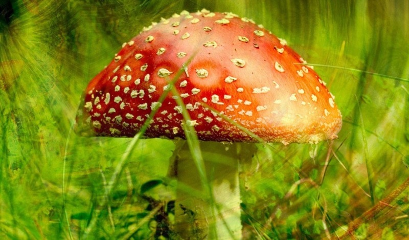 Лишь войду с лукошком в лес