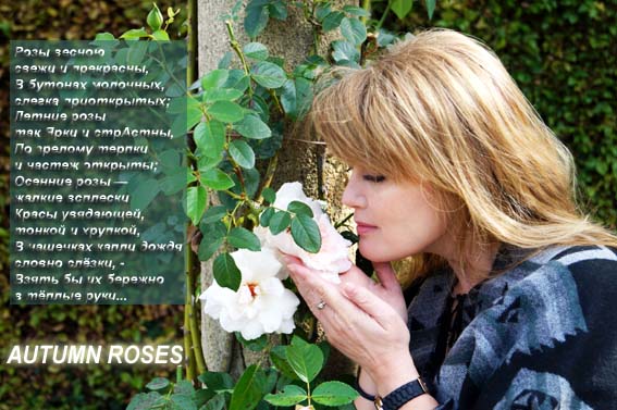 Осенние розы