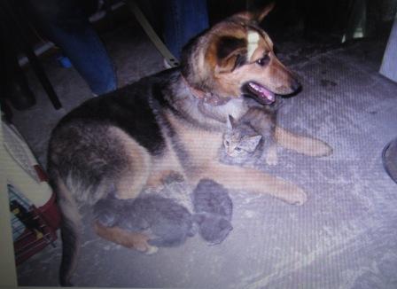 Семь брошенных котят