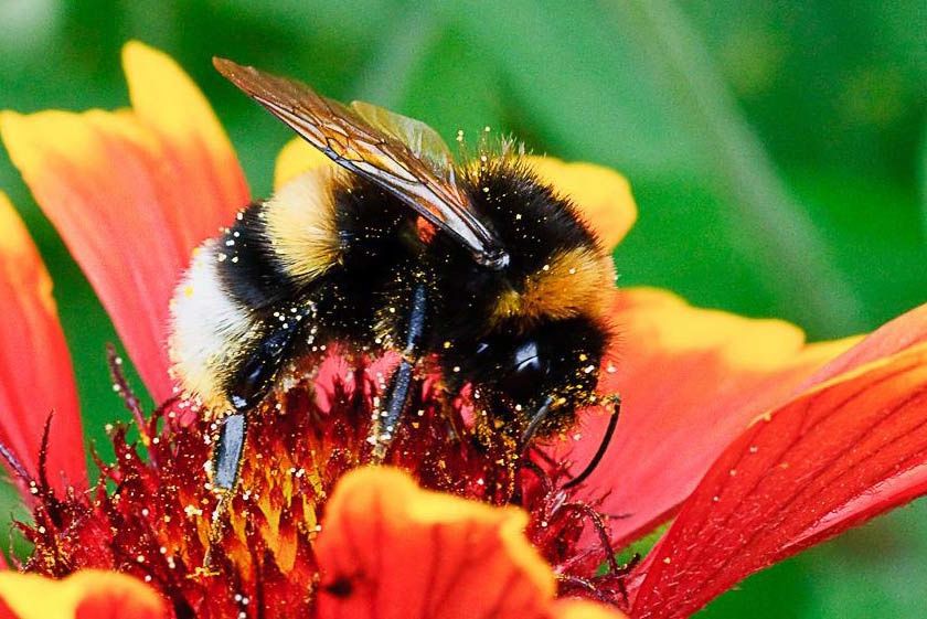 Насекомоопыляемые растения пыльца. Шмель с нектаром. Шмель собирает нектар. Пчела собирает цветочный нектар. Шмель насекомое.