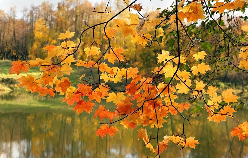 https://stihi.ru/pics/2015/09/11/4617.jpg