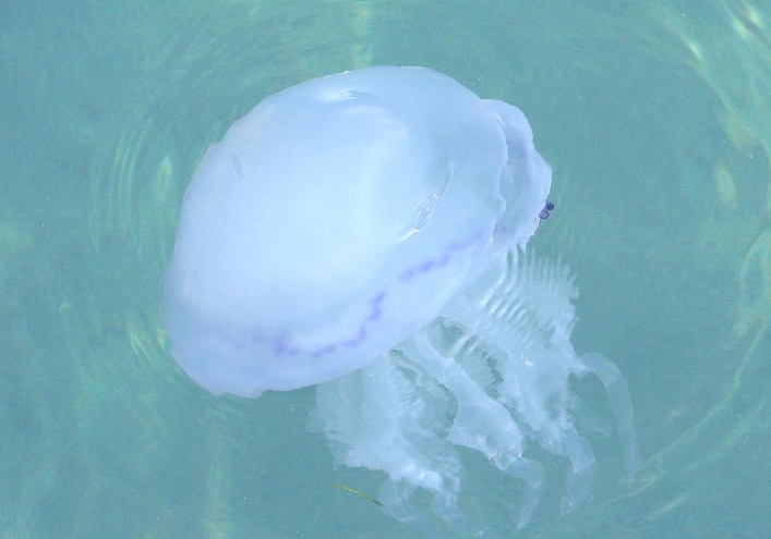 У подножия Анапы!