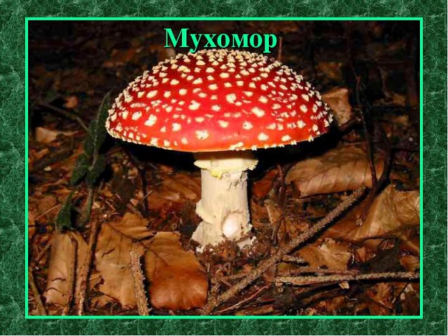 Угадай гриб. Загадка