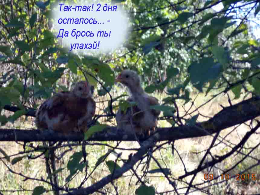 Чудесно наше время