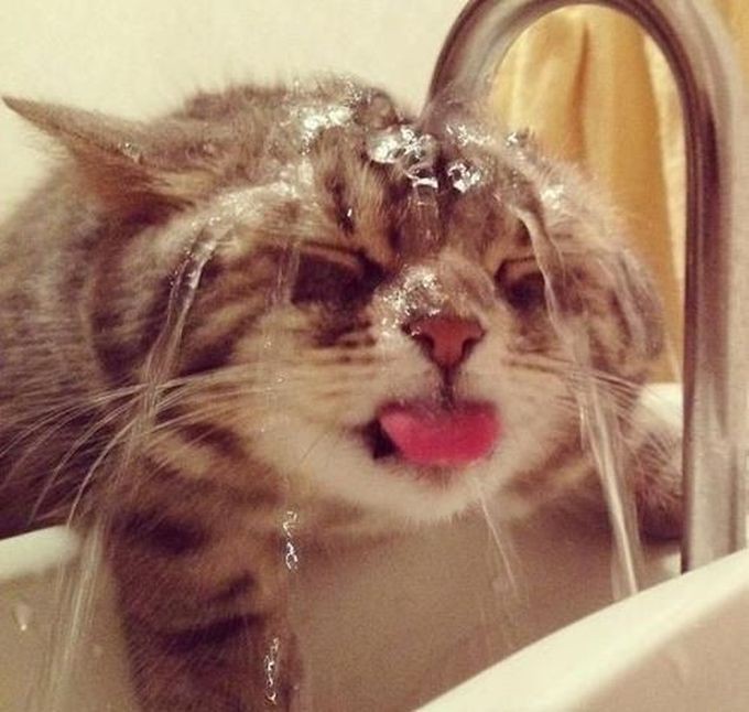 Чрезмерному похмелью...