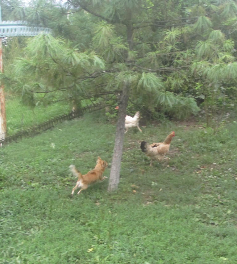 Внук принес домой щенка