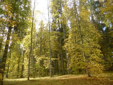 Сказки осени чудесной