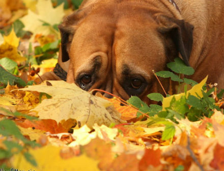 Смирившиеся
