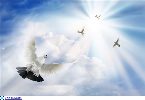Стая голубей