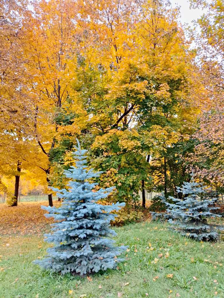 Осенним утром...