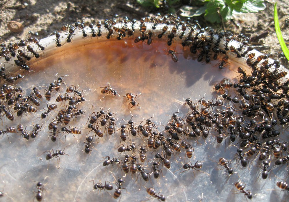 Куча муравьев. Муравьиная колония. Колония муравьёв. Муравьи колония. Стая муравьев.