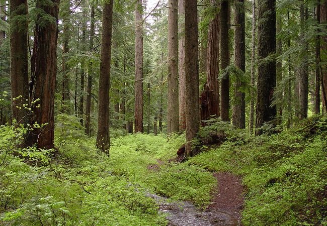 Брянский лес