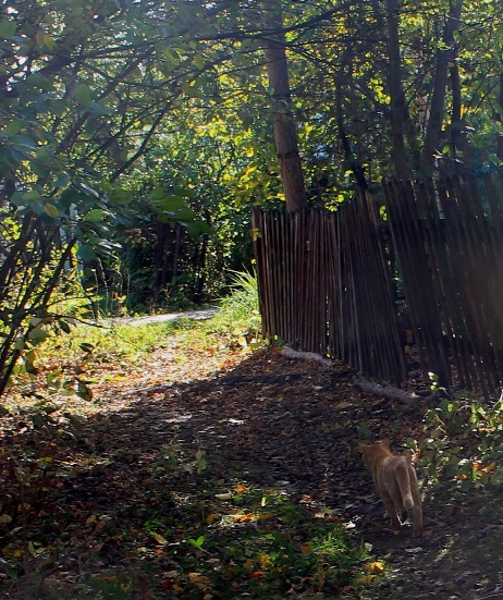 Ковёр из листьев