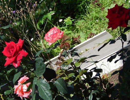 Колокольчик