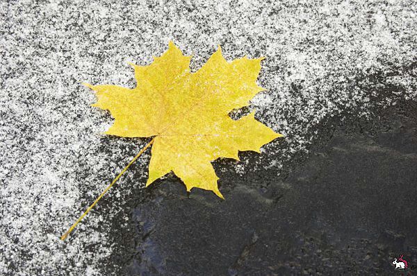 Снег заблудился-в октябре