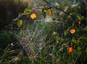 Осенний лес