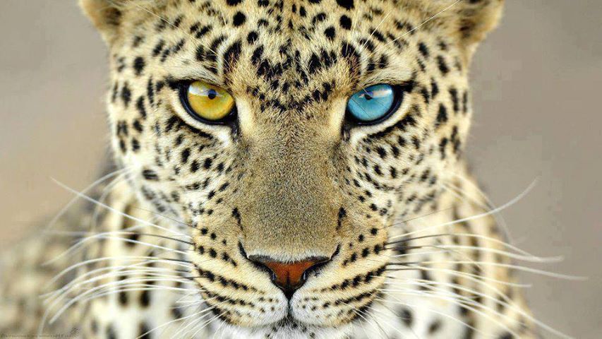 Непокорённая...