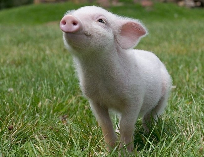 2014 Зачем со свиным рылом реца