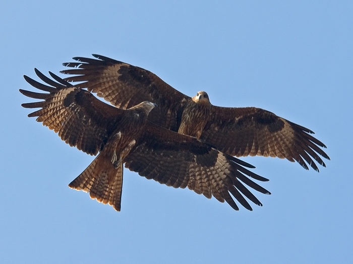 Летают орлы...