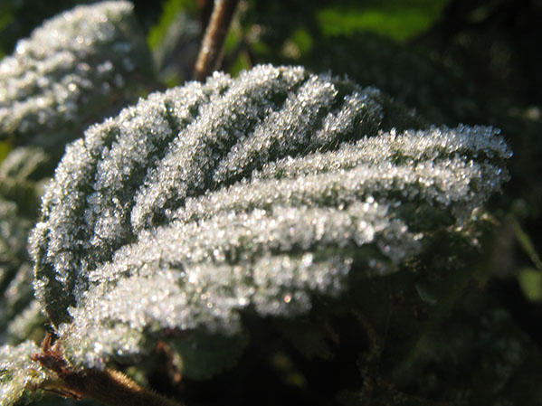 Иней лег на лист...