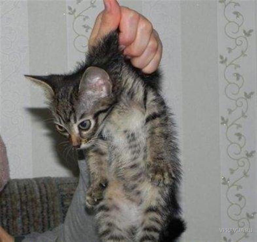 Кота за шкирку можно. Кота за шкирку. Кота держат за шкирку. Котенок поднятый за шкирку. Котенок за шиворот.