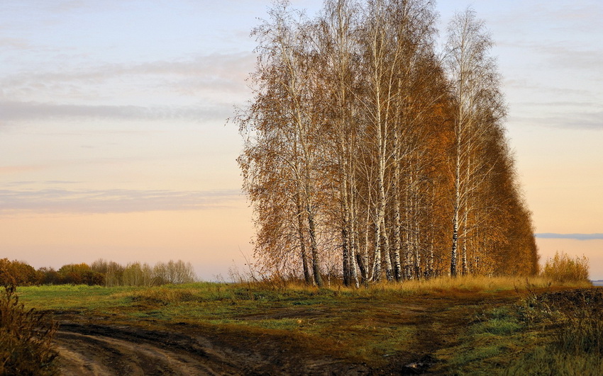 Поле, поле - небо - шаль