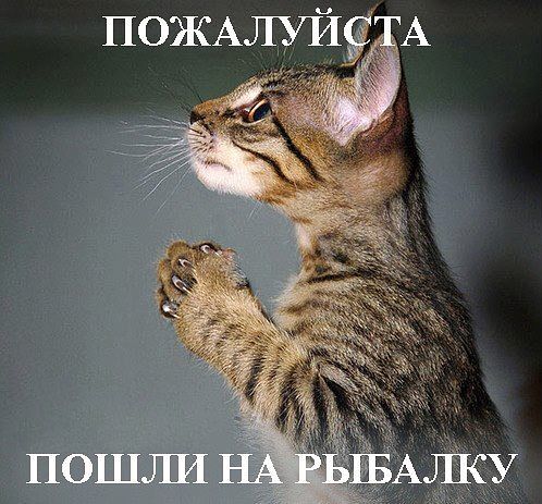 Хозяин, милый, дорогой...