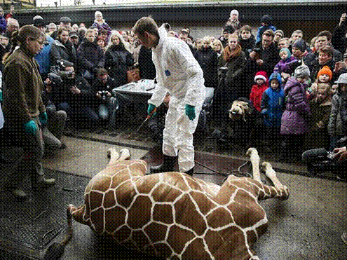 Шоу на костях