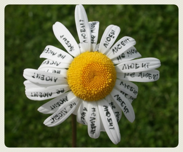 Не надо гадать на ромашках