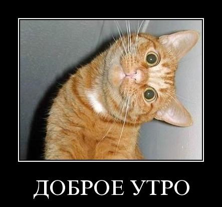 Утро доброе...