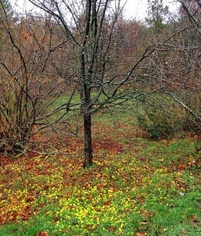 Райские яблочки