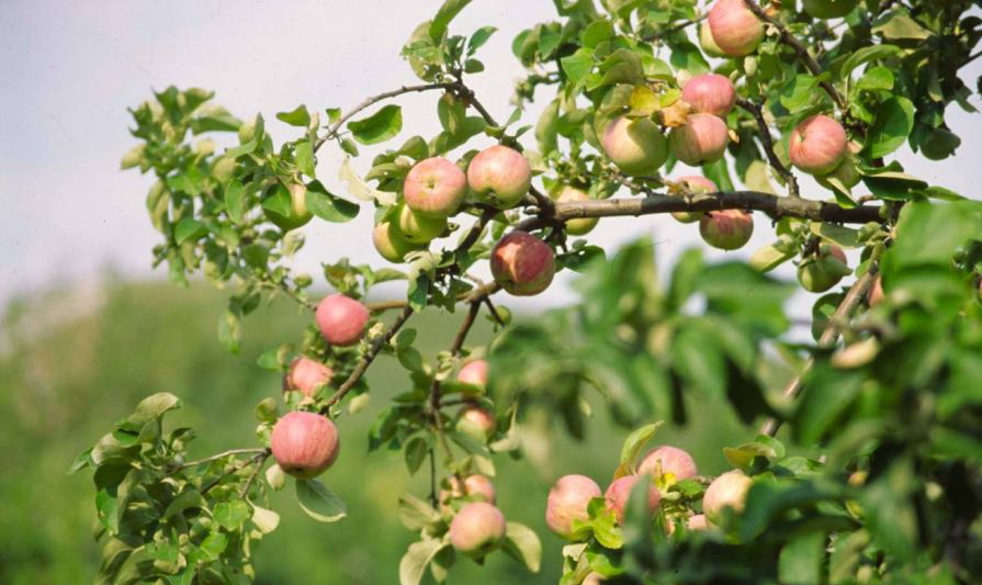 Теплой осени посвящается