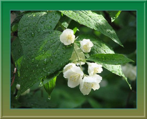 Жасминовый чай