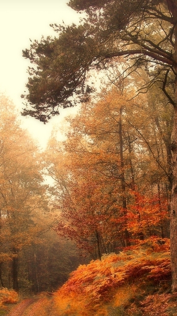 Засорила осень тропы и дороги