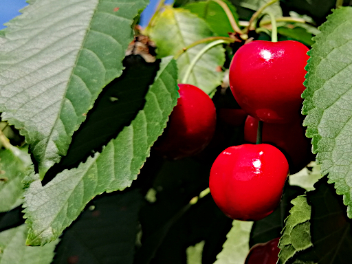 Ваше плодородие. Дачный вариант