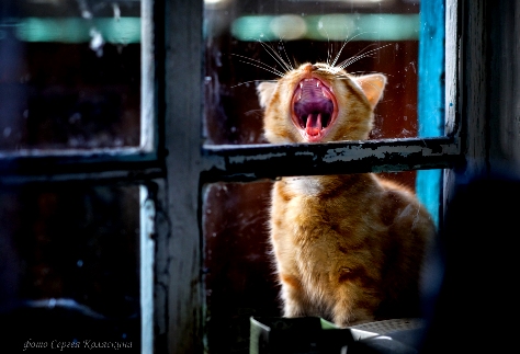 Я пел тебе...