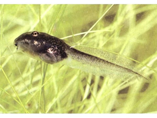 Солнышко весеннее щедро греет лужу