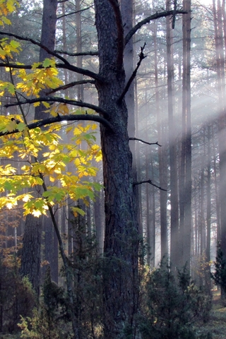 Кисло-сладкая осень