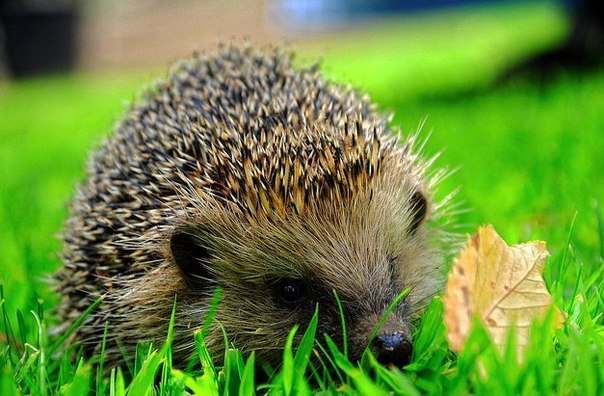 Ежик