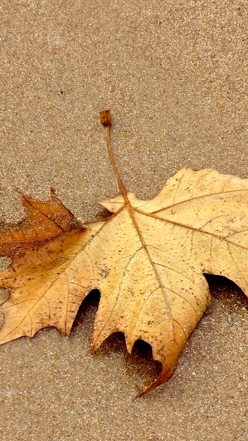 Осенний листик не для ног